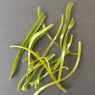 Üvegkóc COE 90 levélzöld